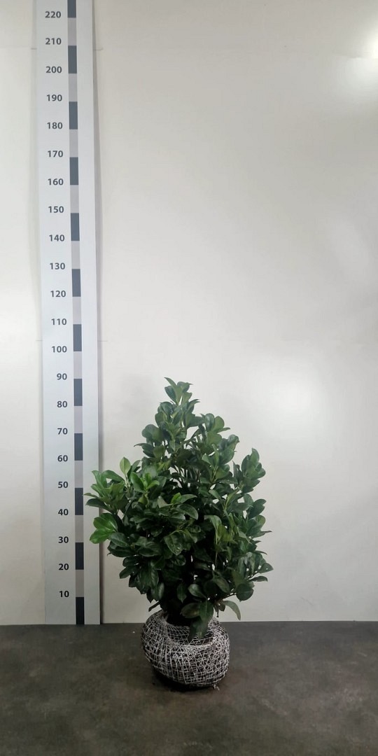 Lagerhägg 'Etna' - Frilandsodlad