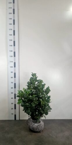 Lagerhägg 'Etna' - Frilandsodlad - 60-80