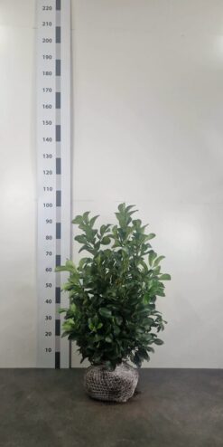 Lagerhägg 'Etna' - Frilandsodlad - 80-100