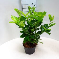 Lagerhägg 'Rotundifolia' - Krukodlad - 40-60