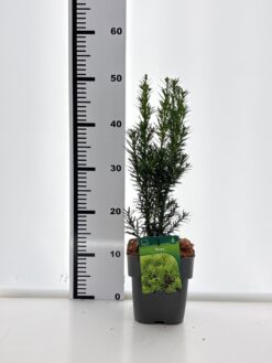 Idegran 'Hicksii' - Krukodlad - 35-40