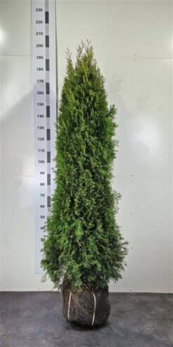 Thuja 'Smaragd' - Frilandsodlad