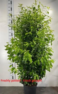 Lagerhägg 'Novita' - 200 - 225 cm, Krukodlad