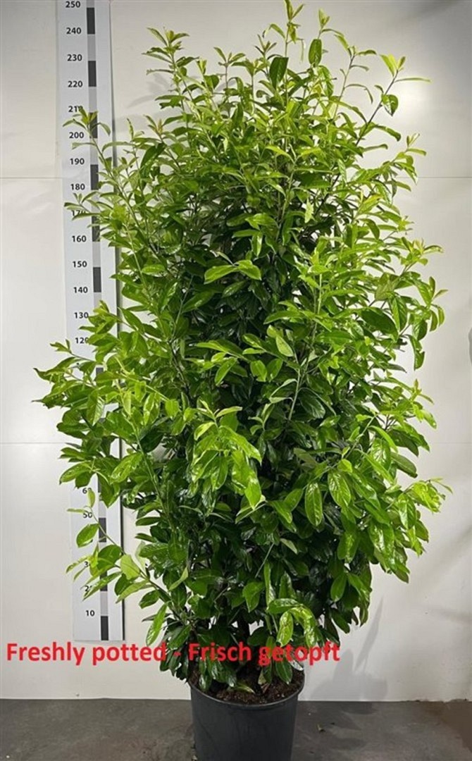 Lagerhägg 'Novita' - 200 - 225 cm, Krukodlad