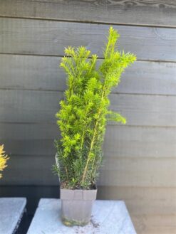 Idegran 'Hicksii' - Krukodlad - 55-60