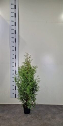 Thuja 'Brabant' - Krukodlad