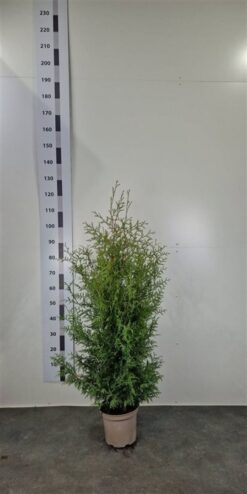 Thuja 'Brabant' - Krukodlad