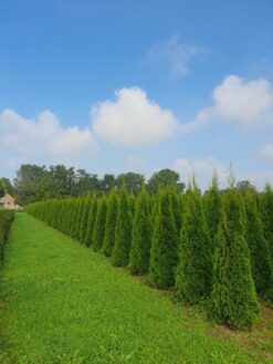 Thuja 'Smaragd' - 200 - 225 cm, Frilandsodlad