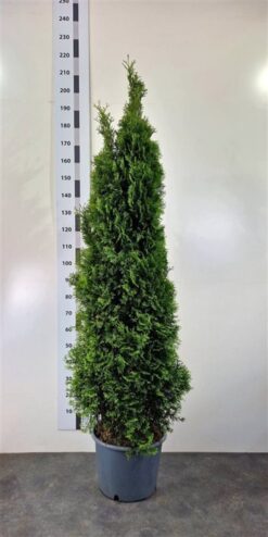 Thuja 'Smaragd' - Krukodlad