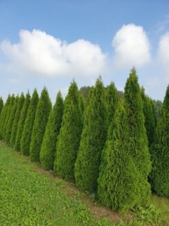 Thuja 'Smaragd' - 225 - 250 cm, Frilandsodlad