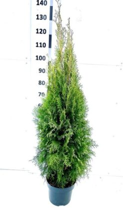 Thuja 'Smaragd' - Krukodlad