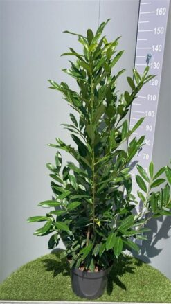 Lagerhägg 'Caucasica' - Krukodlad - 150-175