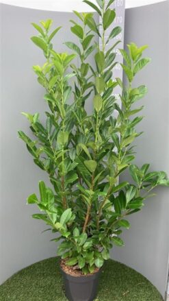 Lagerhägg 'Rotundifolia' - Krukodlad - 150-175
