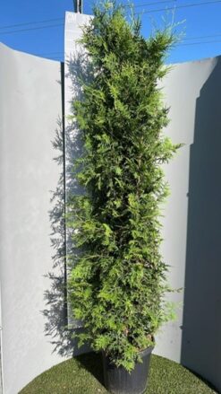 Thuja 'Brabant' - Krukodlad