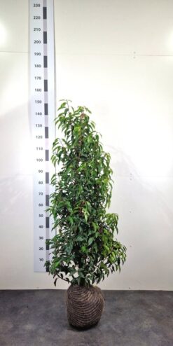 Portugisisk lagerhägg 'Angustifolia' - Frilandsodlad