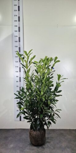 Lagerhägg 'Elly' - Frilandsodlad - 100-125