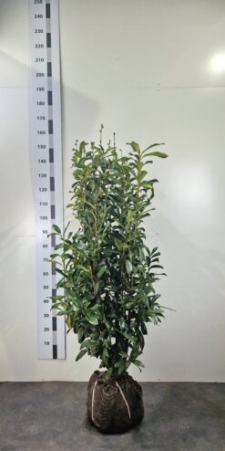 Lagerhägg 'Genolia' - Frilandsodlad - 125-150