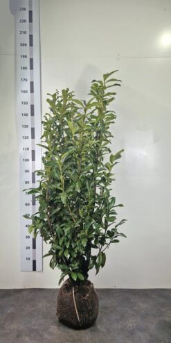Lagerhägg 'Genolia' - Frilandsodlad - 150-175