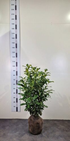 Lagerhägg 'Genolia' - Frilandsodlad - 80-100