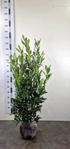 Lagerhägg 'Herbergii' - Frilandsodlad