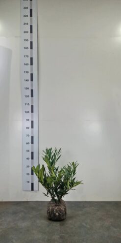 Lagerhägg 'Otto Luyken' - Frilandsodlad