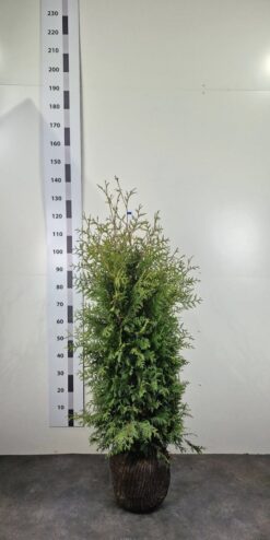 Thuja 'Brabant' - Frilandsodlad