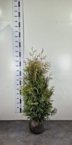 Thuja 'Brabant' - Frilandsodlad