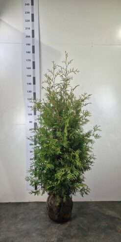Thuja 'Brabant' - Frilandsodlad
