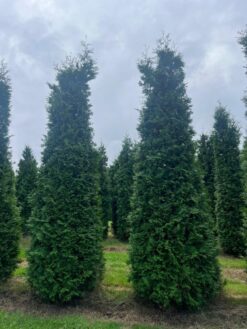 Thuja 'Brabant' - 400 - 450 cm, Krukodlad
