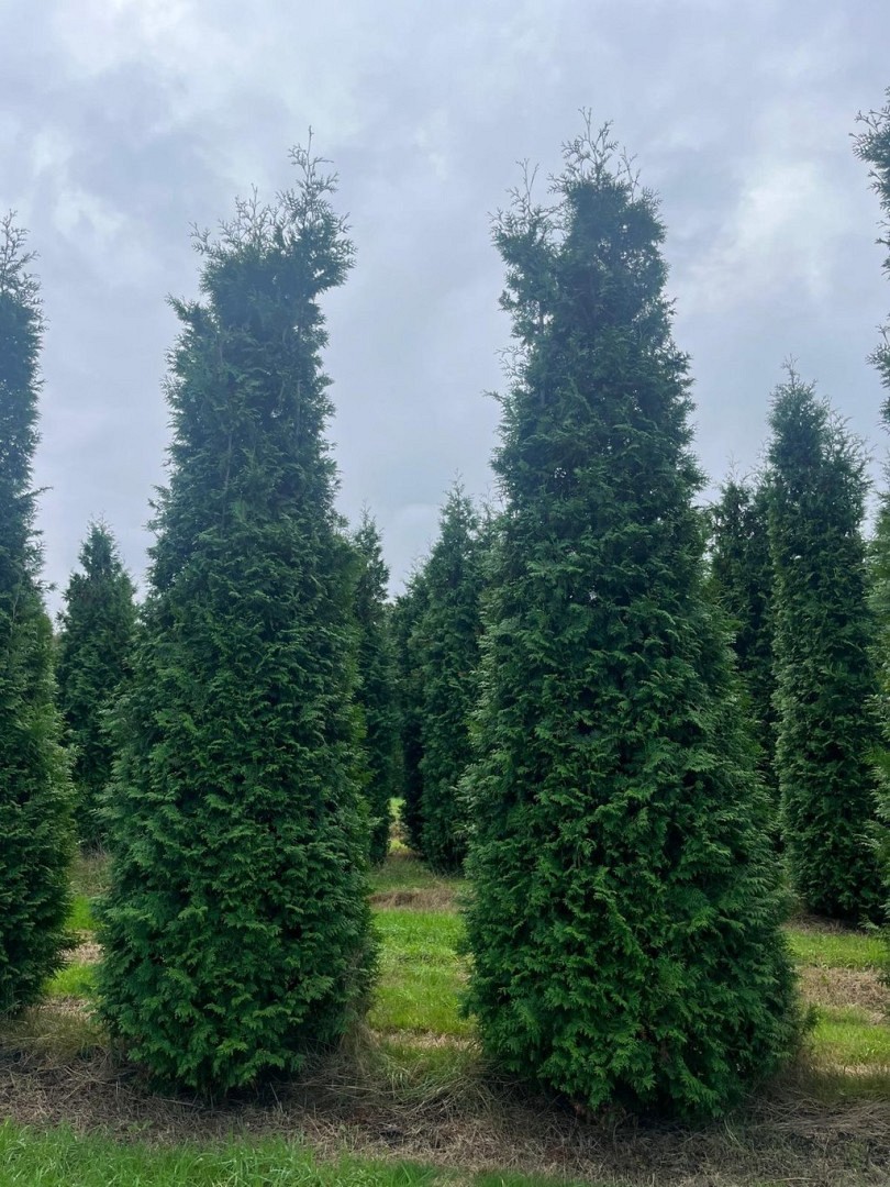 Thuja 'Brabant' - 400 - 450 cm, Krukodlad