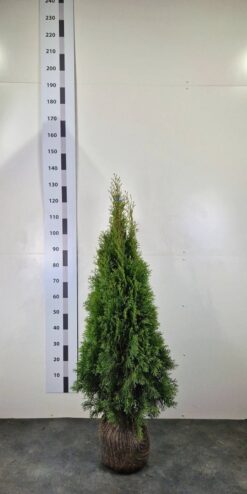 Thuja 'Smaragd' - Frilandsodlad