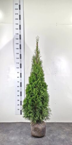 Thuja 'Smaragd' - Frilandsodlad