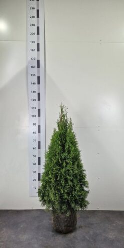 Thuja 'Smaragd' - Frilandsodlad