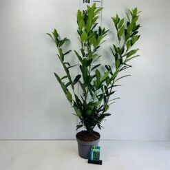 Lagerhägg 'Caucasica' - Krukodlad - 80-100