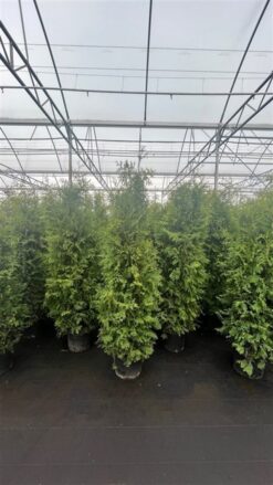 Thuja 'Brabant' - Krukodlad