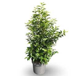 Portugisisk lagerhägg 'Angustifolia' - Krukodlad