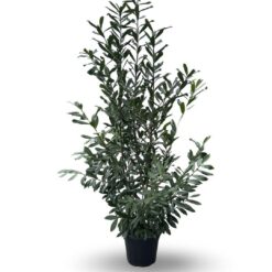 Lagerhägg 'Caucasica' - 200 - 225 cm, Krukodlad