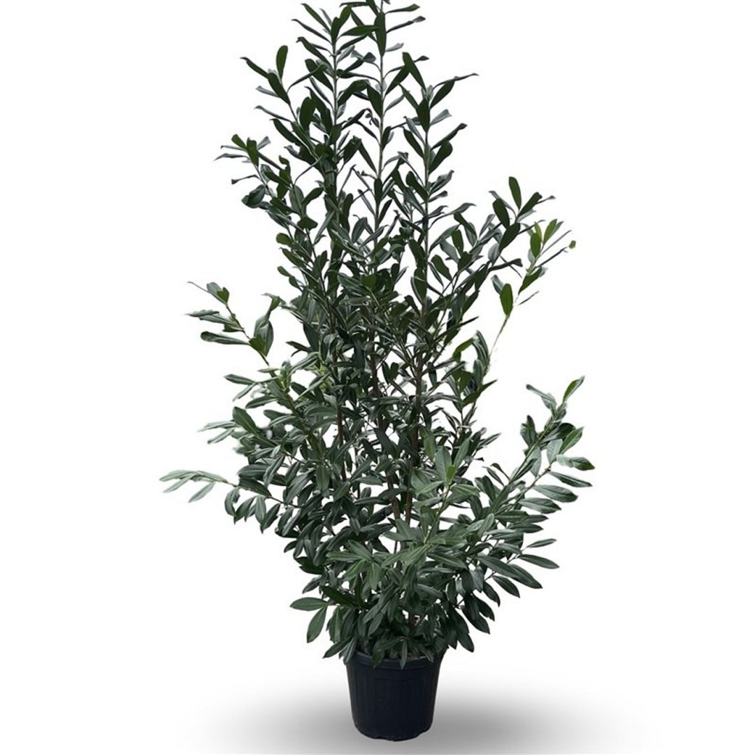 Lagerhägg 'Caucasica' - 200 - 225 cm, Krukodlad