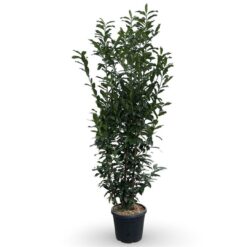 Lagerhägg 'Genolia' - 200 - 225 cm, Krukodlad