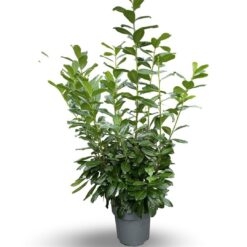 Lagerhägg 'Novita' - Krukodlad - 125-150