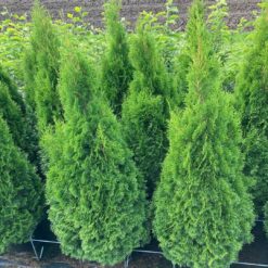 Thuja 'Smaragd' - Krukodlad