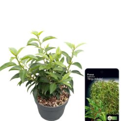 Portugisisk lagerhägg 'Angustifolia' - Krukodlad - 30-40