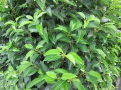 Portugisisk lagerhägg 'Angustifolia' - Frilandsodlad