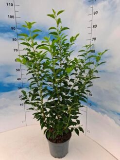 Portugisisk lagerhägg 'Angustifolia' - Krukodlad - 60-80