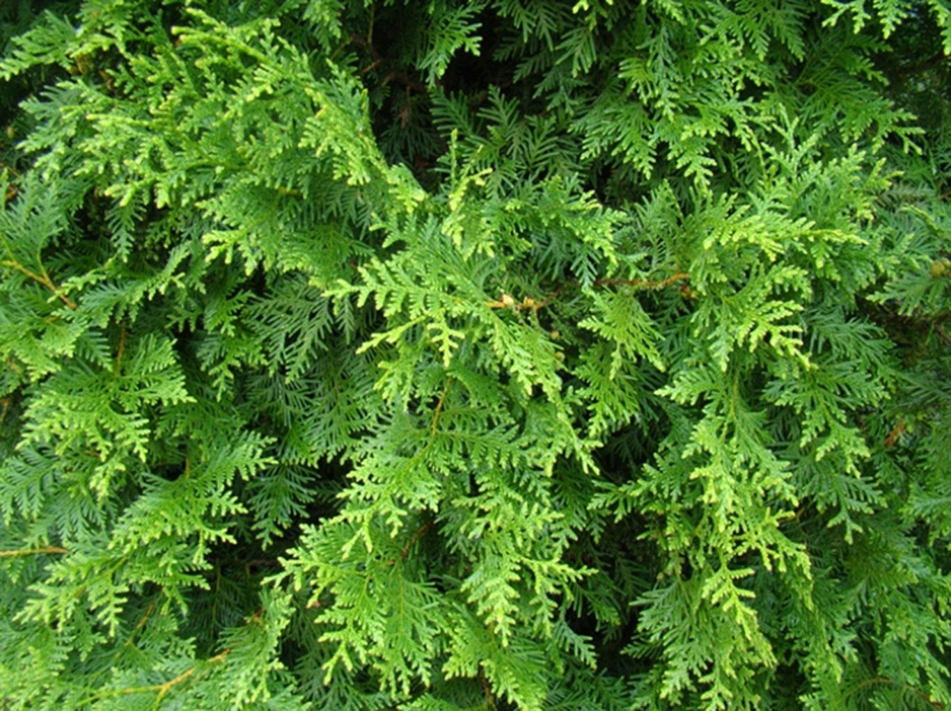 Thuja 'Brabant' - Frilandsodlad