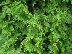 Thuja 'Brabant' - Frilandsodlad