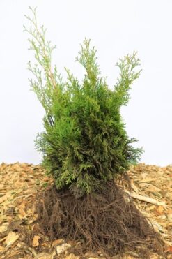 Thuja 'Smaragd' - Frilandsodlad