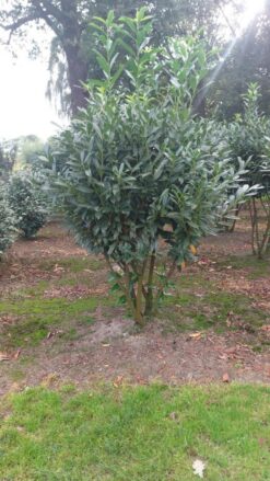 Lagerhägg 'Caucasica' - 200 - 225 cm, Frilandsodlad