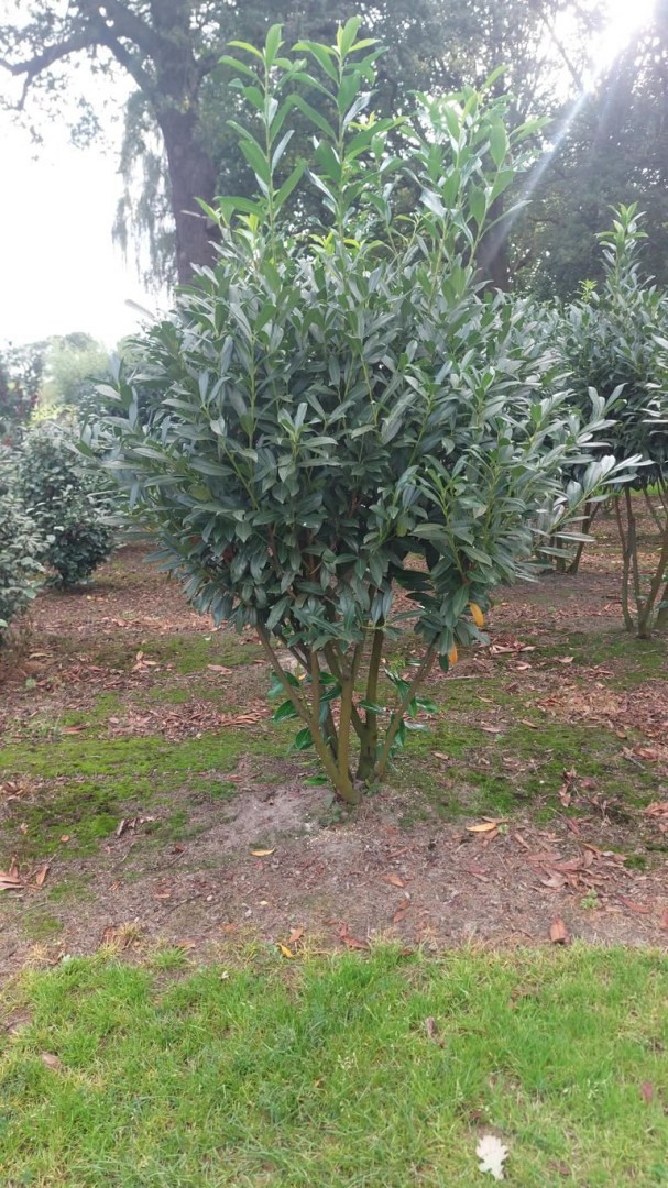 Lagerhägg 'Caucasica' - 200 - 225 cm, Frilandsodlad