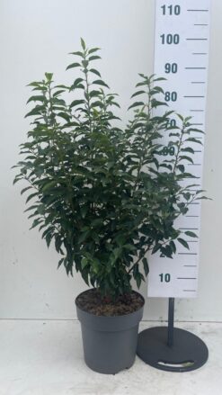 Portugisisk lagerhägg 'Angustifolia' - Krukodlad